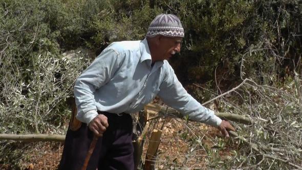 Settlers destroy dozens of trees in Beit Ummar