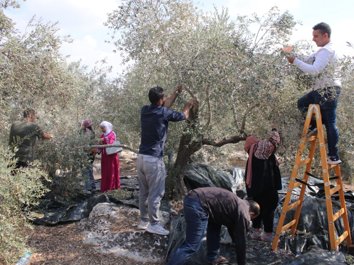 Come Support the Olive Harvest and Resist Israel’s Ethnic Cleansing!