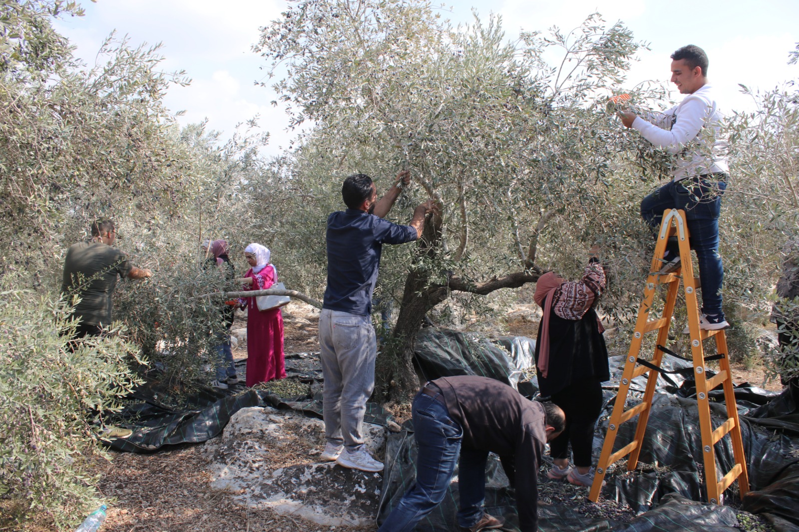 Come Support the Olive Harvest and Resist Israel’s Ethnic Cleansing!
