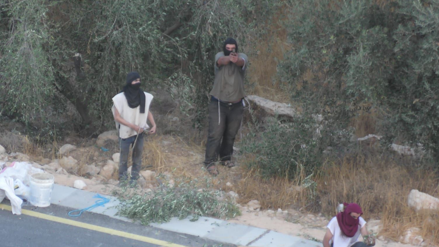 Zaytoun2025: Cosecha bajo el fuego